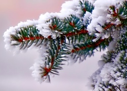 Oryginalny obrazek