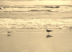 Szary + Sepia
