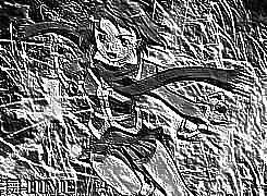 Skamielina