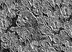 Skamielina