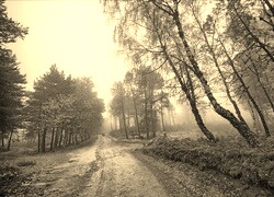 Szary + Sepia
