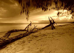 Sepia