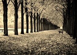 Szary + Sepia