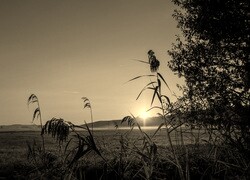 Szary + Sepia