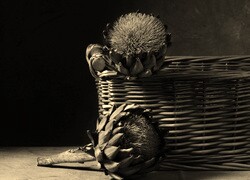 Szary + Sepia