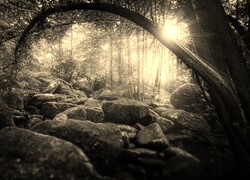 Szary + Sepia