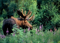 Oryginalny obrazek