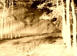 Sepia + Negatyw