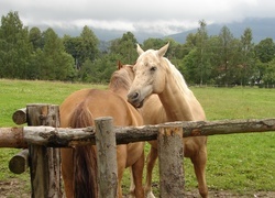 Oryginalny obrazek