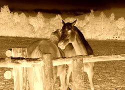 Sepia + Negatyw