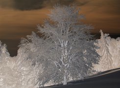 Negatyw