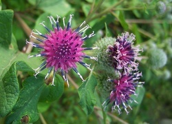 Oryginalny obrazek