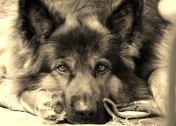 Sepia