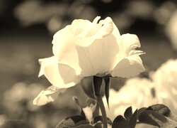 Szary + Sepia