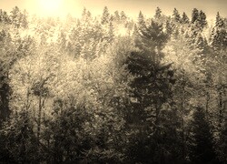 Szary + Sepia