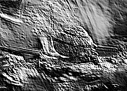 Skamielina