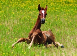 Oryginalny obrazek