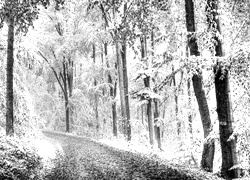 Szary + Sepia