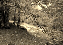Szary + Sepia