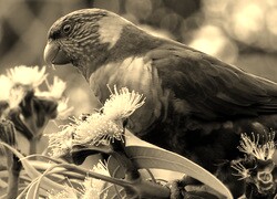 Szary + Sepia