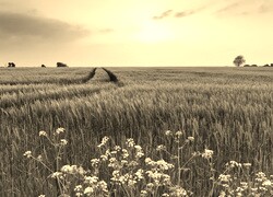 Szary + Sepia