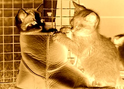 Sepia + Negatyw
