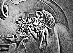 Skamielina