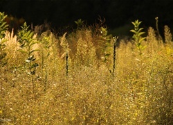 Oryginalny obrazek