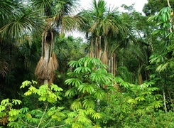 Oryginalny obrazek