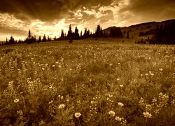 Sepia