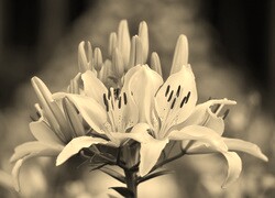Szary + Sepia