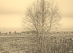Szary + Sepia