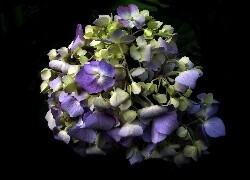 Oryginalny obrazek