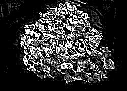 Skamielina