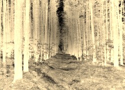 Sepia + Negatyw