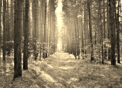 Sepia