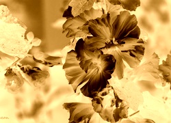 Sepia + Negatyw
