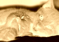 Sepia + Negatyw