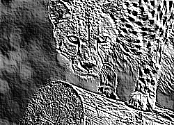 Skamielina