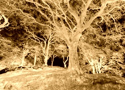 Sepia + Negatyw