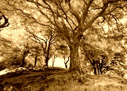 Sepia