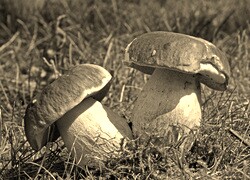 Sepia