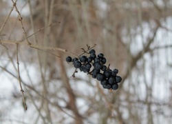 Oryginalny obrazek
