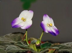 Oryginalny obrazek
