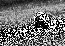 Skamielina