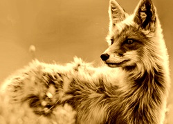Sepia