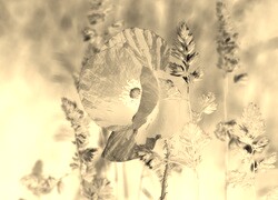 Sepia + Negatyw