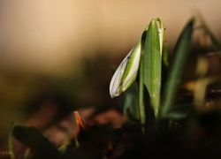 Oryginalny obrazek