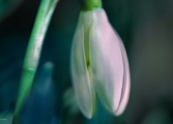 Oryginalny obrazek