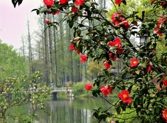 Oryginalny obrazek